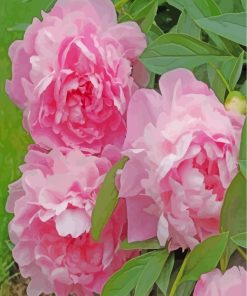 Aesthetics Pink Peonies Flowers paint byb numbers