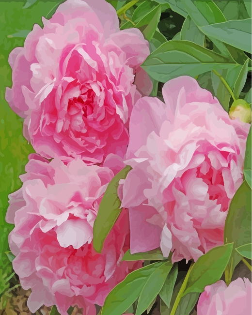 Aesthetics Pink Peonies Flowers paint byb numbers