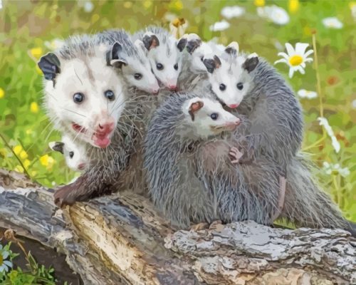 Possums Family Animals paint by numbers