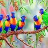 Colorful Lorikeet Birds paint by numbers