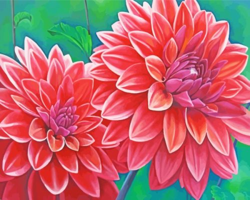 Blooming Dahlia Flowers paint by numbers