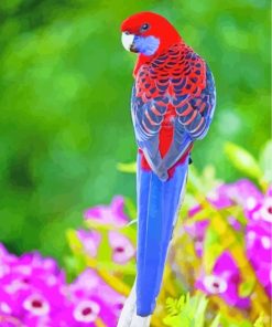 Blue Red Crimson Rosella paint by numbers