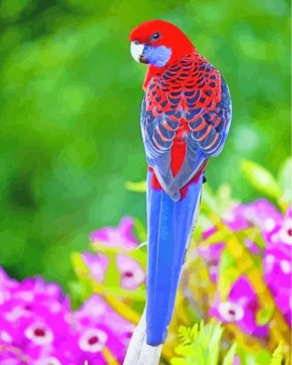 Blue Red Crimson Rosella paint by numbers