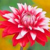 Aesthetic Dahlia Flower paint by numbers