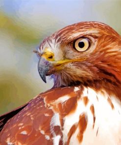 Brown Tailed Hawk paint
