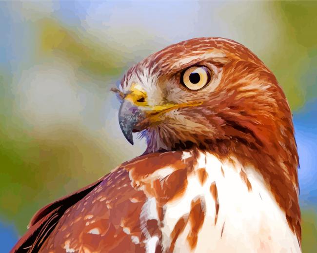 Brown Tailed Hawk paint