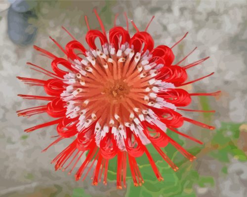 Scarlet Banksia Plant paint by numbers