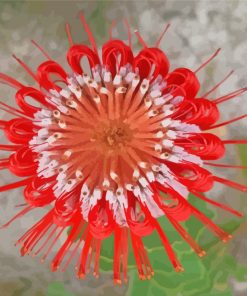 Scarlet Banksia Plant paint by numbers