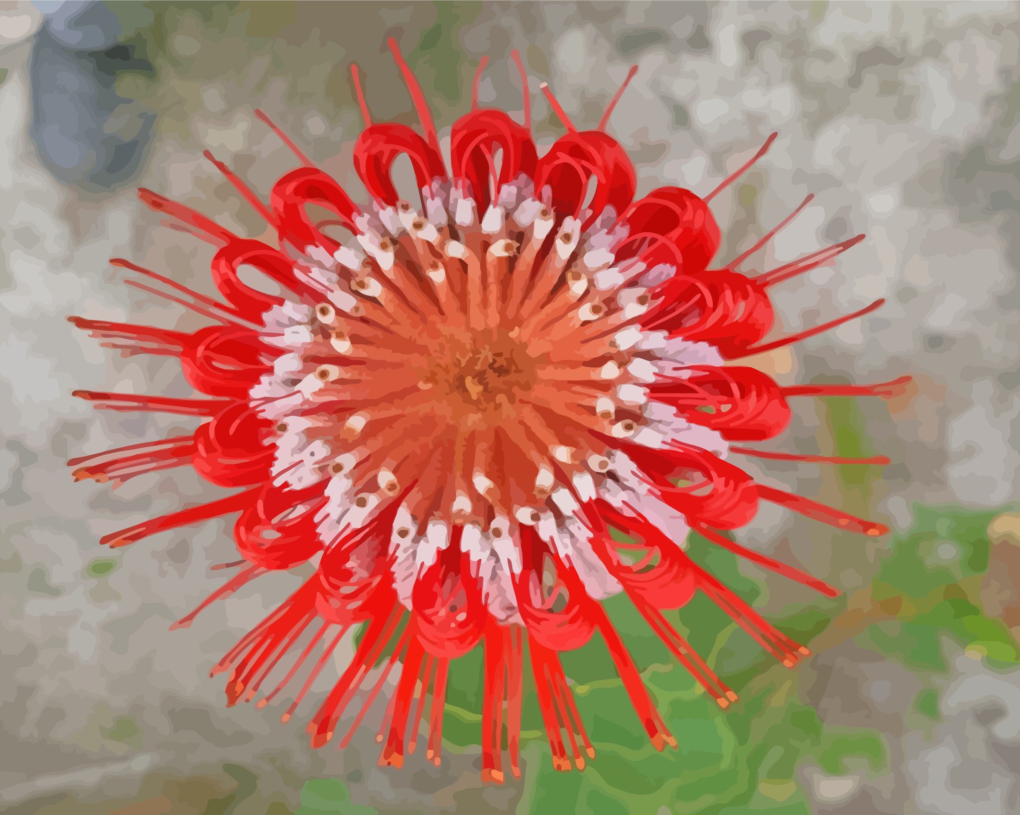 Scarlet Banksia Plant paint by numbers