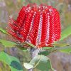 Red Scarlet Banksia paint by numbers