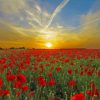 Sunset Poppies Field Meadow paint by numbers