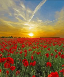 Sunset Poppies Field Meadow paint by numbers