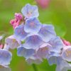 Virginia Bluebells Plants paint by numbers