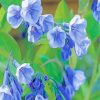 Virginia Bluebells paint by numbers