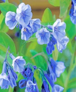 Virginia Bluebells paint by numbers