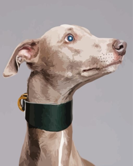 Whippet Dog Head paint by numbers