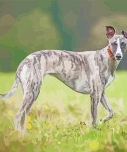 Whippet Dog With Collar paint by numbers