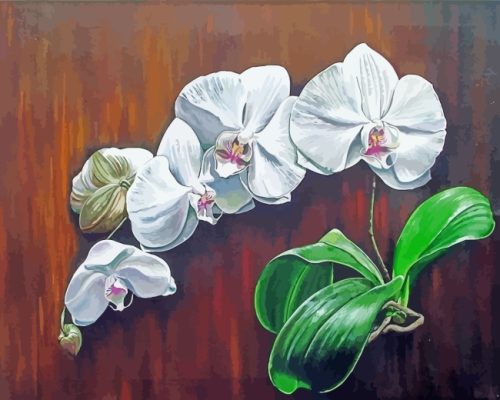 White Orchids Flowers paint by numbers