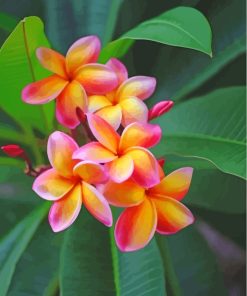 Yellow Pink Frangipani Plumeria paint by numbers