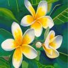 Yellow White Frangipani Flowers paint by numbers