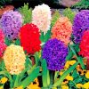 Beautiful Hyacinth Flowers paint by numbers