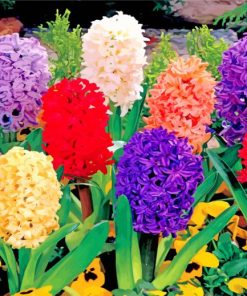 Beautiful Hyacinth Flowers paint by numbers