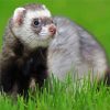 Ferret On Grass Field paint by numbers