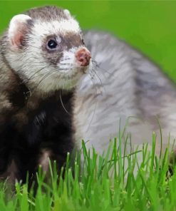 Ferret On Grass Field paint by numbers