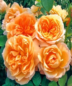 Aesthetics Floribunda Flowers paint by numbers