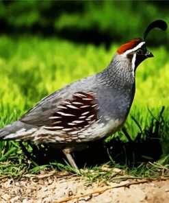 Gambel Quail Bird paint by numbers