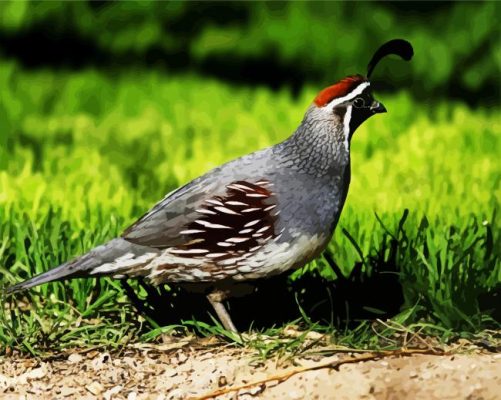 Gambel Quail Bird paint by numbers