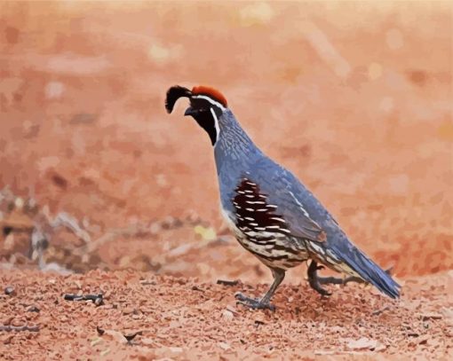 Beautiful Gambel Quail Bird paint by numbers