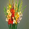 Colorful Gladiolus Flowers paint by numbers