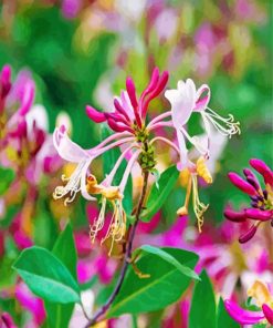 Aesthetic Honeysuckle Flower paint by numbers