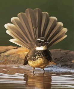 Wonderful Fantail Bird paint by numbers