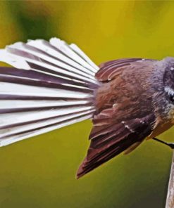 Fantail Bird On Stick paint by numbers