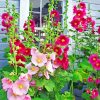 Aesthetic Hollyhock Flowers paint by numbers