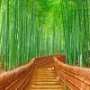 Bamboo Forest paint by numbers