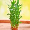 Green Bamboo Plants paint by numbers