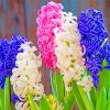 Aesthetic Hyacinth Flowers paint by numbers