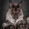 Black And Grey Maine Coon paint by numbers