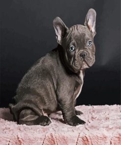 Black French Bulldog paint by numbers