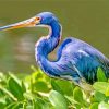 Aesthetic Blue Heron Bird paint by numbers