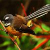 Brown Fantail Bird paint by numbers