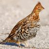 Brown Mottled Grouse paint by numbers