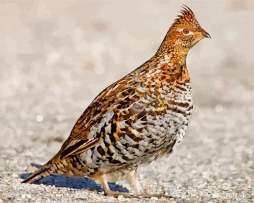 Brown Mottled Grouse paint by numbers