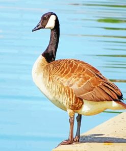 Canadian Goose Bird paint by numbers