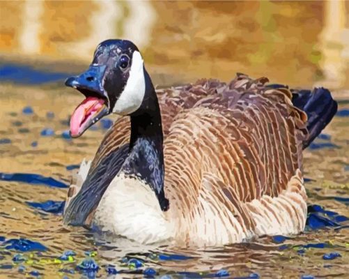 Canadian Goose Bird Swimming paint by numbers