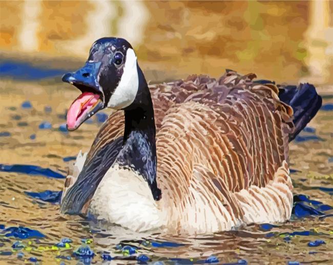 Canadian Goose Bird Swimming paint by numbers