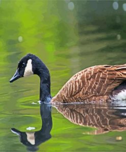 Canadian Goose Bird In Water paint by numbers